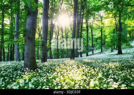 La molla di Forrest. Fresco verde dei boschi della Foresta della Franconia, Germania. Fioritura di aglio selvatico. Foto Stock