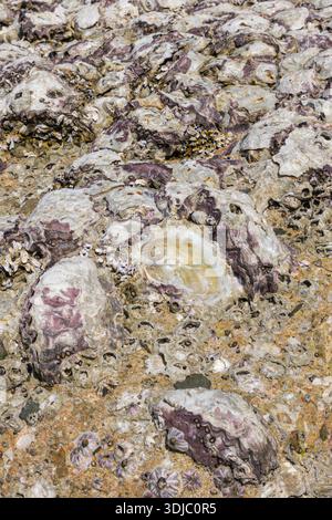Uno scatto ravvicinato ad alto angolo che rivela una vibrante consistenza di conchiglie di ostriche naturali, barnacle e altri organismi marini aggrappati a una superficie rocciosa Foto Stock