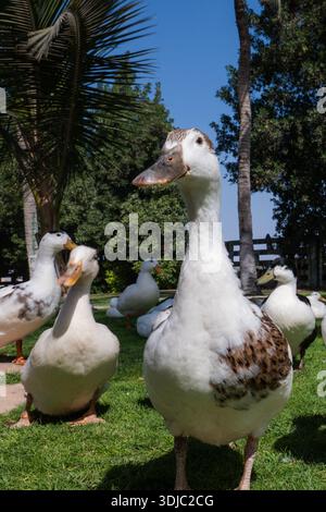 Uno scatto ravvicinato dall'angolo basso mostra un branco di anatre domestiche, prevalentemente bianche con alcune marcature marroni e nere, in piedi su vivaci gras verdi Foto Stock