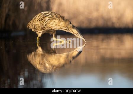 Bittern, Botaurus stellaris, con riflesso in acqua, Ungheria Foto Stock