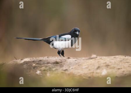 Magpie, Pica pica, Ungheria Foto Stock