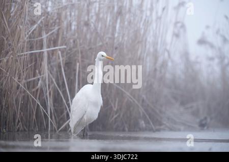Great White Egret, Ardea alba, nella fredda luce del mattino nebbiosa, Ungheria Foto Stock