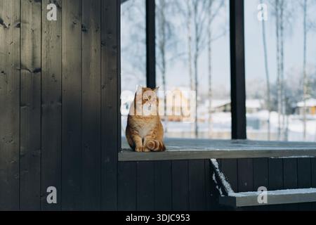 Grande gatto domestico di zenzero seduto su un terreno innevato in campagna il giorno d'inverno. Foto di alta qualità Foto Stock