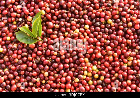 Primo piano full frame di una pila di ciliegie di caffè appena raccolte Foto Stock