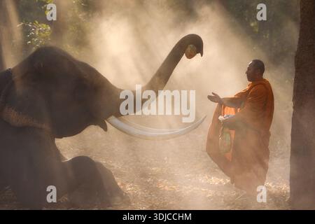 Vista laterale di un monaco buddista in una tradizionale veste arancione (kusaya) in piedi di fronte a un elefante che raccoglie elefanti in una mattina nebbiosa, Krapho, distretto di Tha Tum, Surin, Thailandia Foto Stock