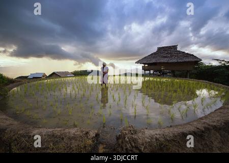 Ritratto di donna sorridente che tiene le piante di riso in piedi in un risaie allagato, Thailandia Foto Stock