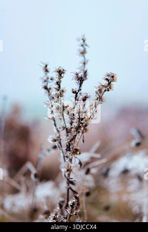 Uno shot verticale ravvicinato di fiori selvatici secchi o erbacce ricoperte di ghiaccio scintillante dopo un evento di pioggia gelida. I delicati cristalli di ghiaccio e ghiaccio sono Foto Stock