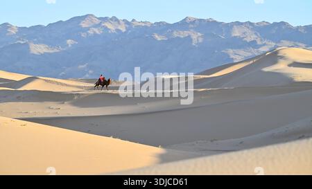 Vista laterale di un mandriano nomade di cammelli che cavalca un cammello tra le dune del deserto, la Mongolia Foto Stock