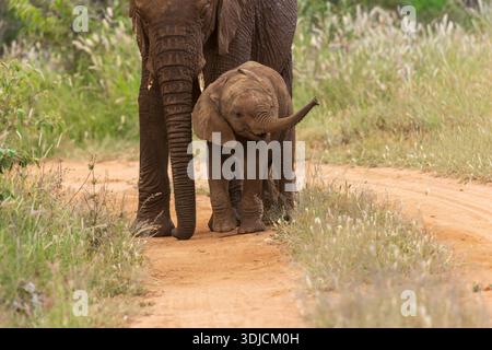 Elefante africano (Loxodonta africana) in Ol Doinyo Lemboro Conservancy, Kenya Foto Stock