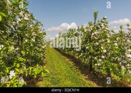Meli in fiore in un frutteto primaverile, Wasserburg sul lago di Costanza, Baviera, Germania Foto Stock