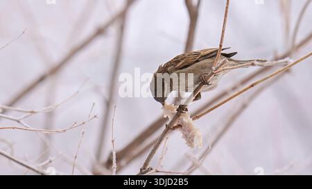 Un uccello sta mangiando un pezzo di pane su un ramo. L'immagine ha un'atmosfera tranquilla e tranquilla, mentre l'uccello sta gustando il suo pasto in un ambiente tranquillo e sereno Foto Stock