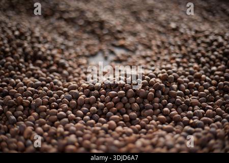 Chicchi di caffè crudi, processo di essiccazione del caffè nella piantagione di luce solare naturale presso la comunità industriale a nord di Chiang Rai Thailandia, concentrazione selettiva Foto Stock