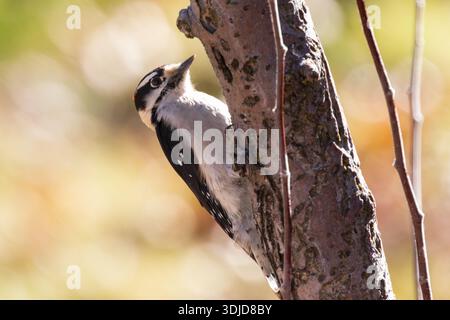 Il picchio (Dryobates pubescens) si aggancia a un tronco di mele di granchio alla luce invernale a Janesville, California, mostrando il classico nero e bianco PL Foto Stock