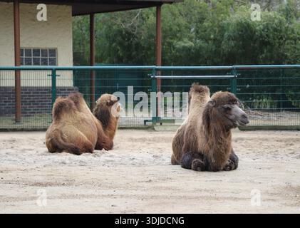 Cammelli battriani (Camelus bactrianus) seduti a terra in uno zoo. Foto Stock