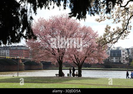 Un albero di ciliegio in piena fioritura sull'argine della città. Foto Stock
