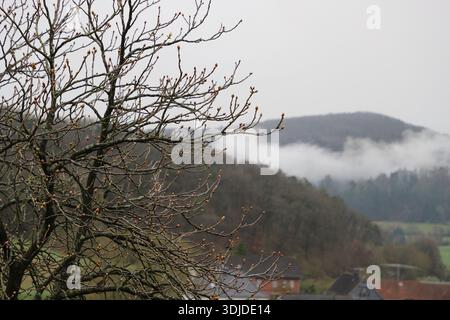 Un paesaggio nebbioso all'inizio della primavera con un castagno con gemme in primo piano. Foto Stock