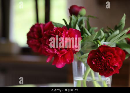 Peonie rosse in vaso trasparente a casa. Foto Stock
