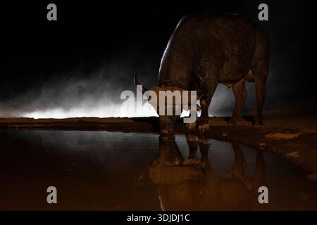 Bufalo del Capo (Syncerus caffer), in acqua di notte, Shompole Conservancy, Kajiado County, Kenya Foto Stock