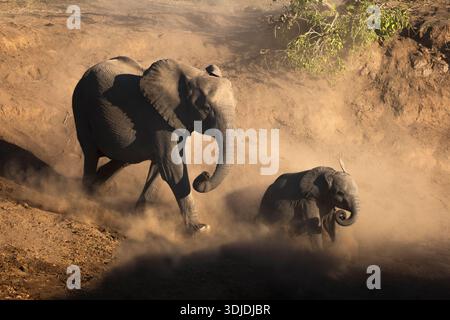 Elefanti (Loxodonta africana) in acqua, riserva di caccia Mashatu, Botswana Foto Stock