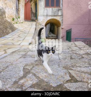 Un gatto bicolore che cammina con orgoglio in un pittoresco vicolo vecchio con un arco in un pittoresco villaggio greco a Corfù, nell'isola ionica, in Grecia, in Europa Foto Stock