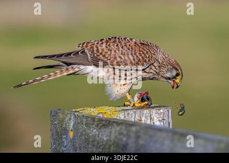 Gheppio comune / gheppio europeo (Falco tinnunculus) femmina arroccata su una recinzione di legno che mangia preda di ole catturate Foto Stock