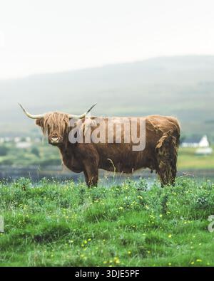 La vista di una mucca delle Highland si erge maestosamente su un vibrante prato verde punteggiato di fiori selvatici gialli contro le nebbiose colline dell'Isola di Skye, l'Isola di SK Foto Stock