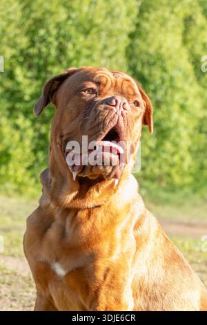 Ritratto del Dogue de Bordeaux su sfondo naturale. Mastice francese Foto Stock