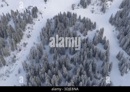 La vista aerea dei pini innevati crea un arazzo sereno di bianco e verde che ricopre il paesaggio vicino a la Foilleuse, Morgins, Wallis, Svizzera. Foto Stock