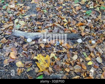 Il pavimento della foresta è ricoperto di foglie autunnali, piccoli funghi pallidi e un pezzo di legno decaduto. Primo piano. Foto Stock