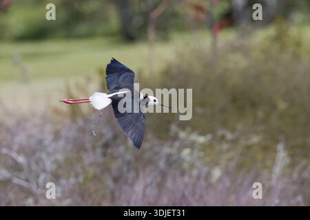 Pied Stilt in volo Foto Stock