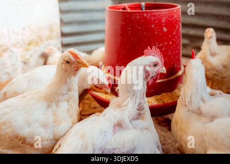 Polli bianchi che mangiano mais da un alimentatore automatico rosso all'interno di un allevamento avicolo Foto Stock