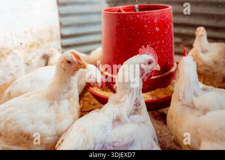 I polli bianchi vengono raccolti intorno a un alimentatore automatico rosso, mangiando grani all'interno di un allevamento avicolo Foto Stock