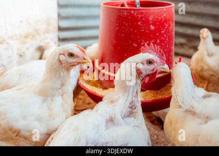 Giovani polli da carne bianchi raccolti intorno a un alimentatore automatico rosso, mangiando mais Foto Stock