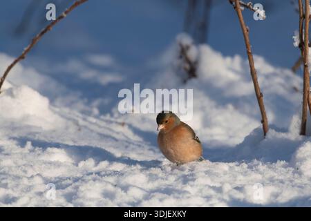 Un maschio Chaffinch (Fringilla Coelebs) sul terreno a Snow, alla ricerca di cibo tra steli vegetali Foto Stock