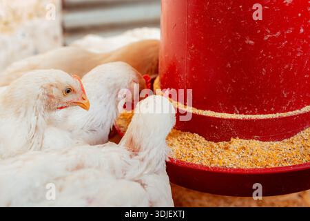 Polli bianchi che mangiano grano da un alimentatore automatico rosso in un'azienda agricola Foto Stock