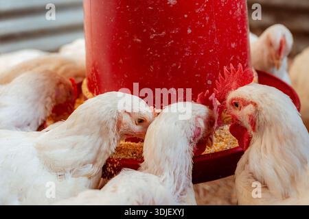 Polli bianchi che consumano mangimi da un distributore rosso in un'azienda agricola Foto Stock