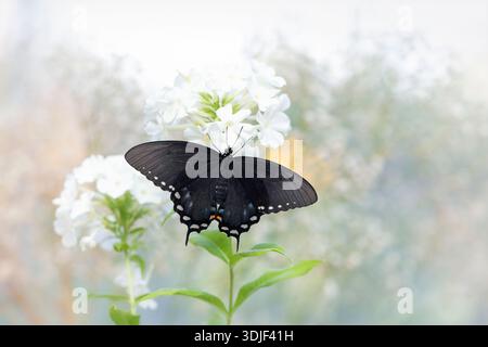Macro di una farfalla di spezie/nero (papilio troilus) appoggiata su un fiore phlox bianco - morbido sfondo bianco Foto Stock