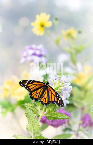 Macro di una farfalla monarca (danaus plexippus) che si nutre di fiori da giardino. Foto Stock