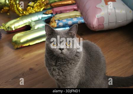 Gatto grigio britannico Shorthair seduto al chiuso su pavimento in legno, guardando la macchina fotografica con occhi gialli luminosi. Foto Stock