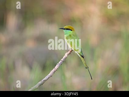 uccello asiatico mangiatore di api verdi appollaiato sul ramo. Foto Stock