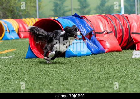 Un collie di confine corre con entusiasmo attraverso tunnel blu e rossi durante una sessione di allenamento di agilità in un campo verde. Foto Stock