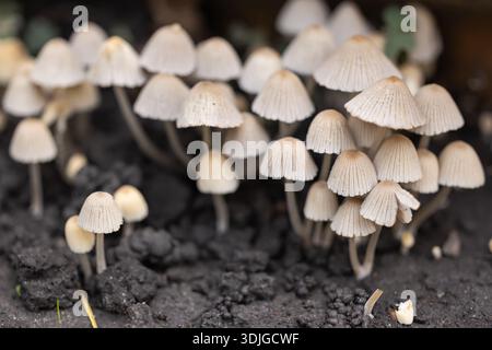 Ammassi di funghi Psathyrella e Coprinellus disseminatus emergono dal bosco in decadenza in una tranquilla foresta durante l'autunno. Foto Stock
