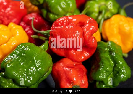 Un mucchio di peperoni caldi colorati da vicino. Foto Stock