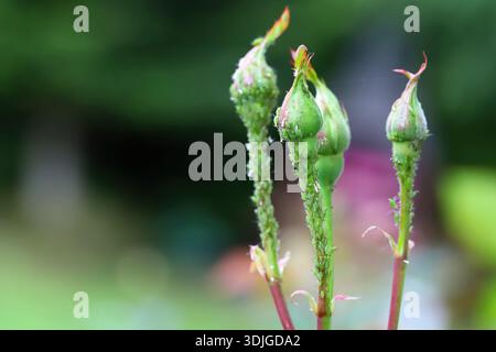 Boccioli di rose da giardino infestati da parassiti. Afide rosa, Macrosiphum rosae. Foto Stock