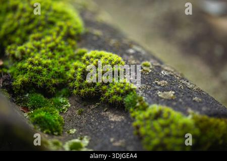 erba verde muschio alghe su vecchie tegole. Foto Stock