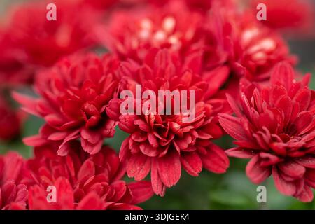 Vista ravvicinata dei crisantemi rossi dall'alto. Un tappeto uniforme di fiori rossi d'autunno. Il layout naturale della cartolina. Motivi floreali firmati brillanti Foto Stock