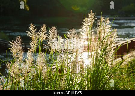 I prati alti catturano la calda luce del sole vicino a un calmo corpo d'acqua e a una struttura in legno. Foto Stock