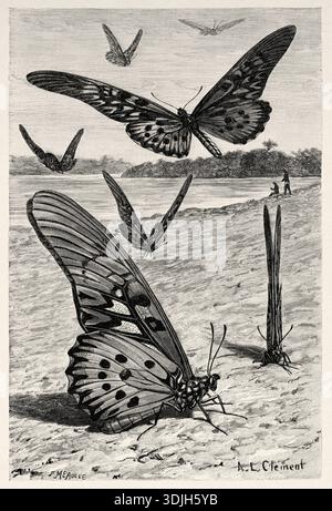 Papilio antimachus, la coda forduta gigante africana, è una farfalla della famiglia Papilionidae. Con un'apertura alare compresa tra 18 e 23 centimetri. Vecchia illustrazione incisa del XIX secolo da la Nature 1893 Foto Stock