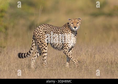 Vista del cappotto macchiato di un ghepardo che si mescola con le erbe secche e dorate sotto il sole africano, lo sguardo di un predatore che perfora la savana, Masa Mara, Kenya Foto Stock