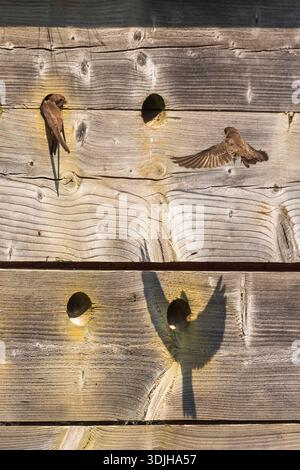 Sand martins (Riparia riparia) in un muro di nidificazione artificiale nelle zone umide di Seaton, Devon, Regno Unito Foto Stock